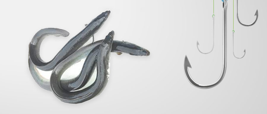 Eel Bait Sabine Pass