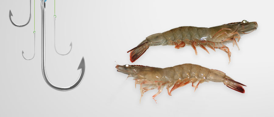 Shrimp Bait