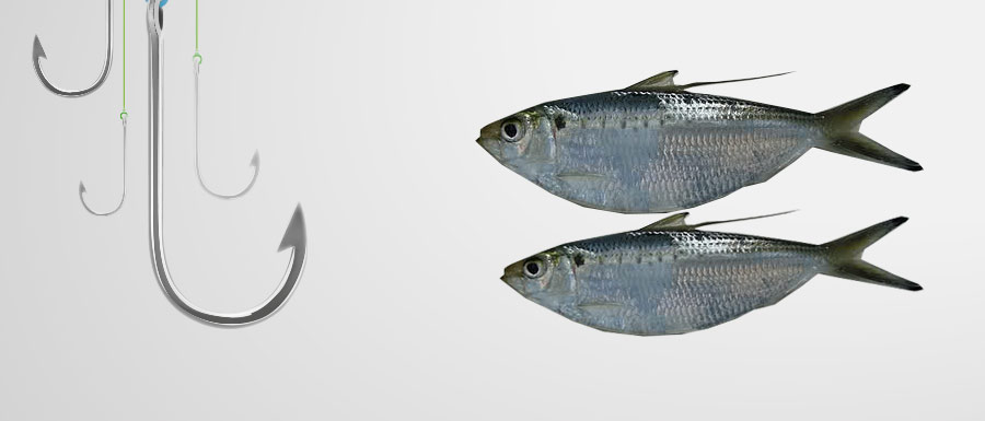 Thread Herring Bait